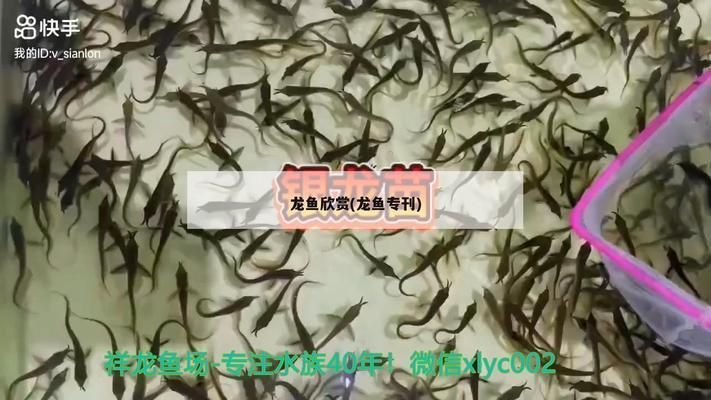 國內(nèi)龍魚繁殖場在哪里（南京龍魚繁殖基地）