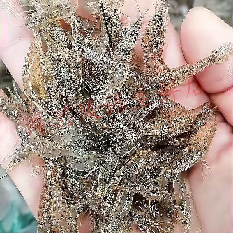 蝦紅素對龍魚增色效果好嗎