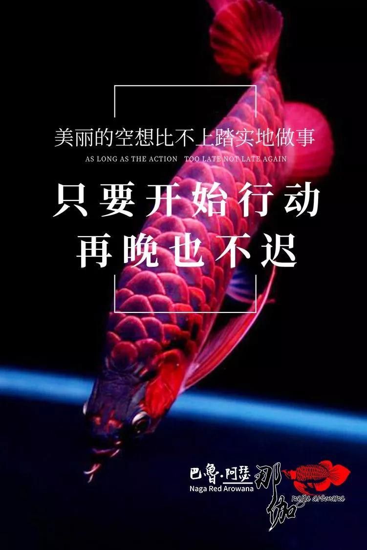蝦紅素對龍魚增色效果好嗎