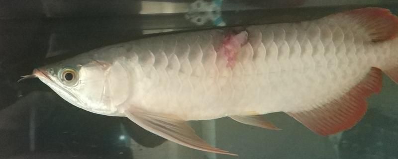 龍魚撞缸掉鱗能長好嗎：龍魚撞缸后掉鱗是否能長好