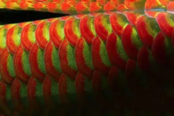 龍魚發(fā)色秘訣圖解：如何通過改變水質(zhì)、飼料、光照等方法來調(diào)整龍魚的發(fā)色