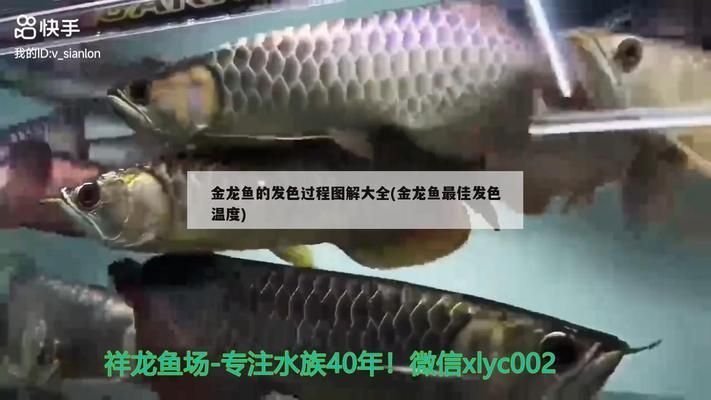 龍魚發(fā)色秘訣圖解：如何通過改變水質(zhì)、飼料、光照等方法來調(diào)整龍魚的發(fā)色