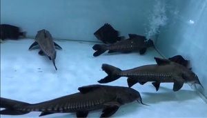 鐵甲武士魚繁殖食物選擇指南：基于搜索結(jié)果的鐵甲武士魚繁殖食物選擇指南