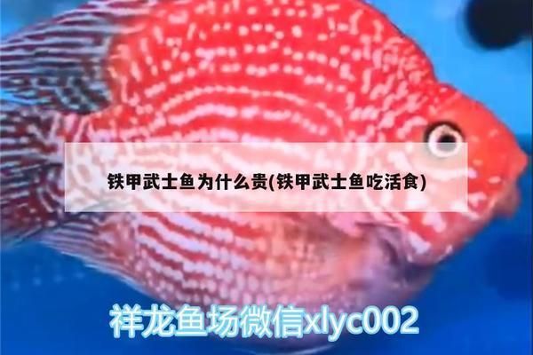 鐵甲武士魚繁殖食物選擇指南：基于搜索結(jié)果的鐵甲武士魚繁殖食物選擇指南