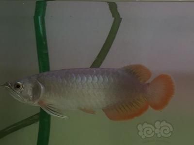 怎么讓龍魚發色：如何讓龍魚發色