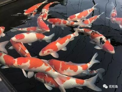 賣龍魚賺錢嗎是真的嗎:養(yǎng)殖龍魚賺錢的真實性取決于多種因素 龍魚百科 第3張 賣龍魚賺錢嗎是真的嗎:養(yǎng)殖龍魚賺錢的真實性取決于多種因素 賣龍魚賺錢嗎是真的嗎:養(yǎng)殖龍魚賺錢的真實性取決于多種因素 龍魚百科 第3張