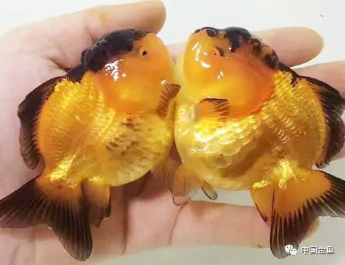 漳州龍魚繁殖方法視頻講解