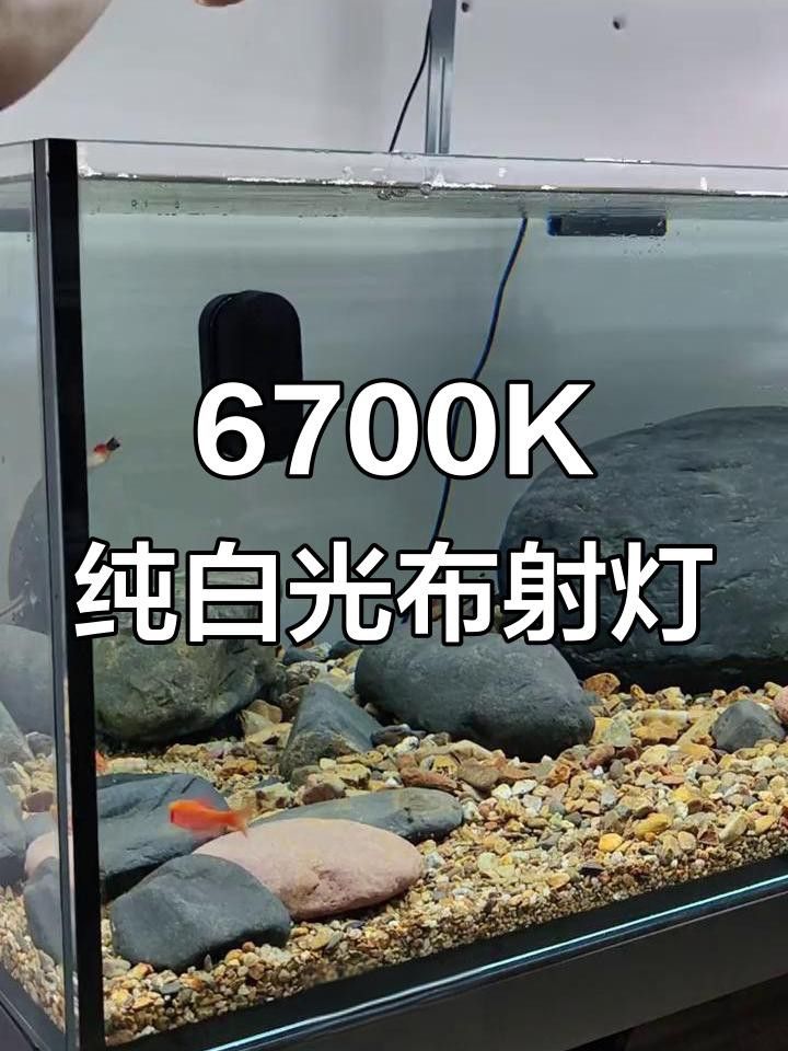 金龍魚上色燈有哪些品牌推薦？