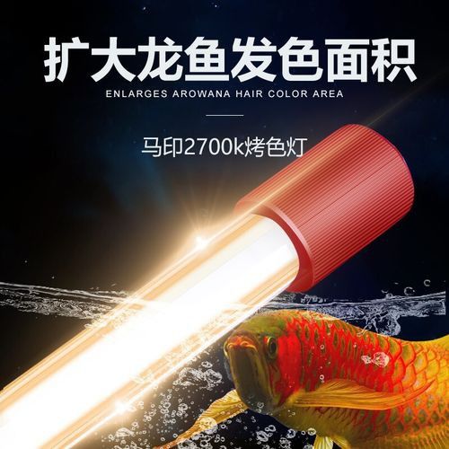 金龍魚上色燈有哪些品牌推薦？