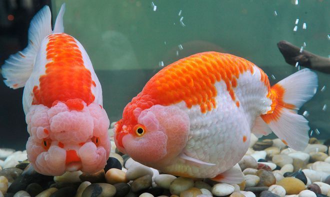 魚缸過濾增氧泵一直開著嗎（增氧泵夜間是否必須開啟）