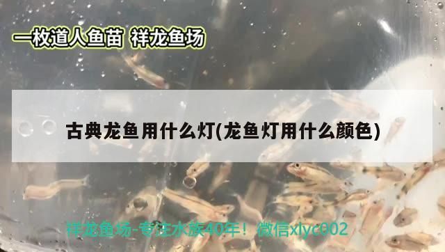 龍魚混養最佳方案視頻：龍魚混養魚最佳搭配
