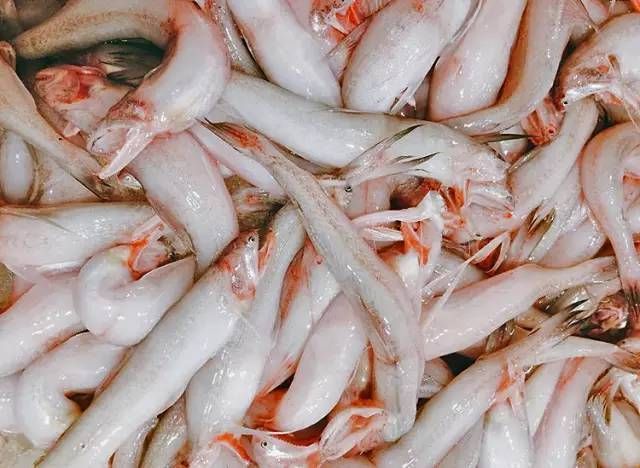 被稱為“龍頭魚”或“水潺”的魚類，它卻是一種奇特的珍貴魚類：白色的像龍頭一樣的魚類