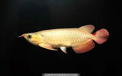 龍魚屬于淡水魚還是熱帶魚類：龍魚屬于淡水魚或熱帶魚類的詳細信息，龍魚養殖常見疾病預防 龍魚屬于淡水魚還是熱帶魚類：龍魚屬于淡水魚或熱帶魚類的詳細信息，龍魚養殖常見疾病預防 龍魚百科 第2張