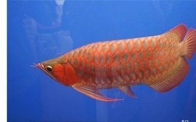 紅眼恐龍魚能活多久（如何判斷紅眼恐龍魚健康，紅眼恐龍魚繁殖技巧介紹） 紅眼恐龍魚能活多久（如何判斷紅眼恐龍魚健康，紅眼恐龍魚繁殖技巧介紹） 龍魚百科 第1張