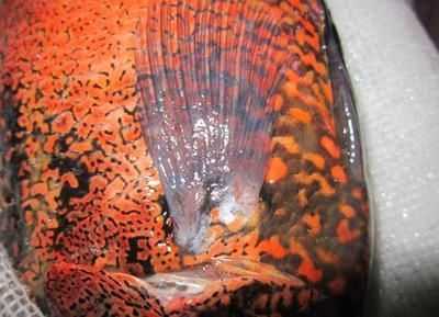 什么是龍魚氣泡病的癥狀：什么是龍魚氣泡病