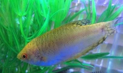 金龍魚要天天喂嗎