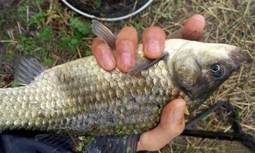 為什么都養龍魚：為什么很多人養龍魚不養金魚？