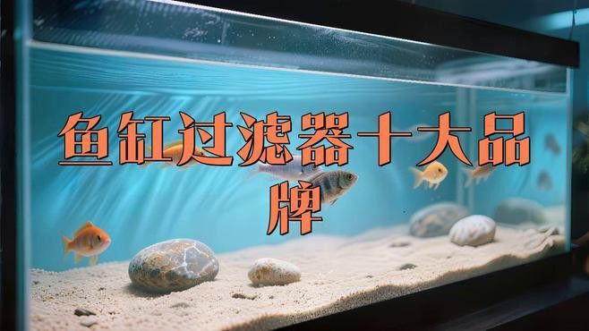 能推薦幾款適合過背金龍的魚缸嗎？