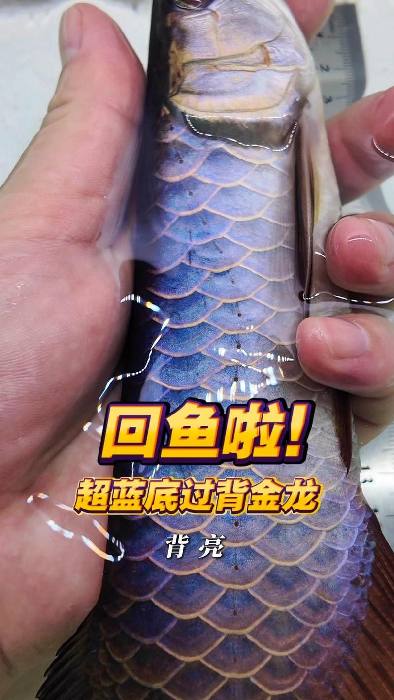能推薦幾款適合過背金龍的魚缸嗎？