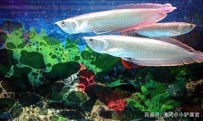 龍魚燈光擺放位置防止掉眼怎么辦（龍魚燈光擺放位置是防止掉眼的關鍵，龍魚掉眼癥狀及急救措施）