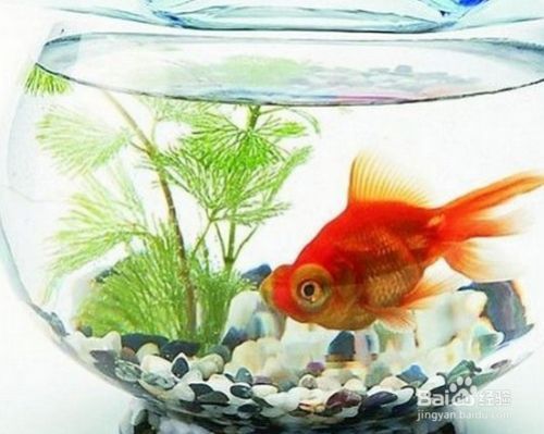 家庭落地魚缸怎么擺放，如何選擇適合家居的魚缸魚缸裝飾物的選擇技巧