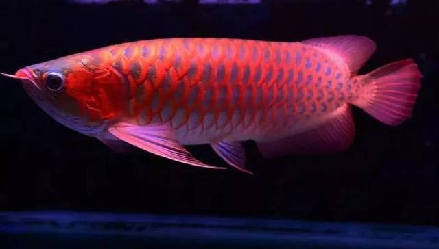 龍魚充血需要多久才能完全恢復？