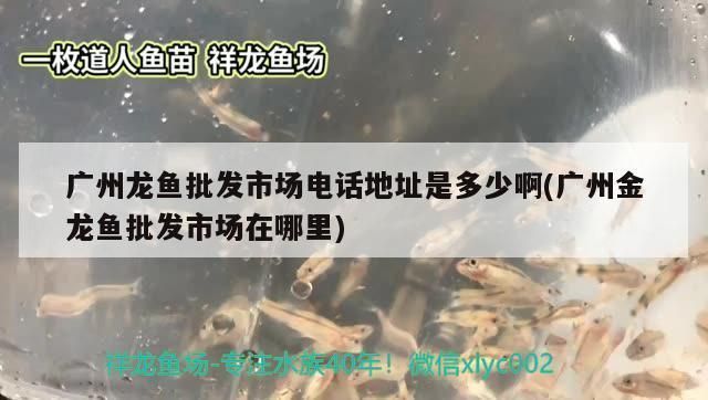 廣州龍魚批發市場地址查詢電話是多少（廣州龍魚批發市場）
