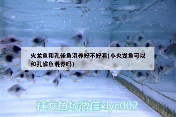 火龍魚可以和孔雀魚混養嗎（火龍魚和孔雀魚可以混養嗎？）