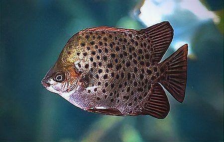 金鼓魚毒性大嗎