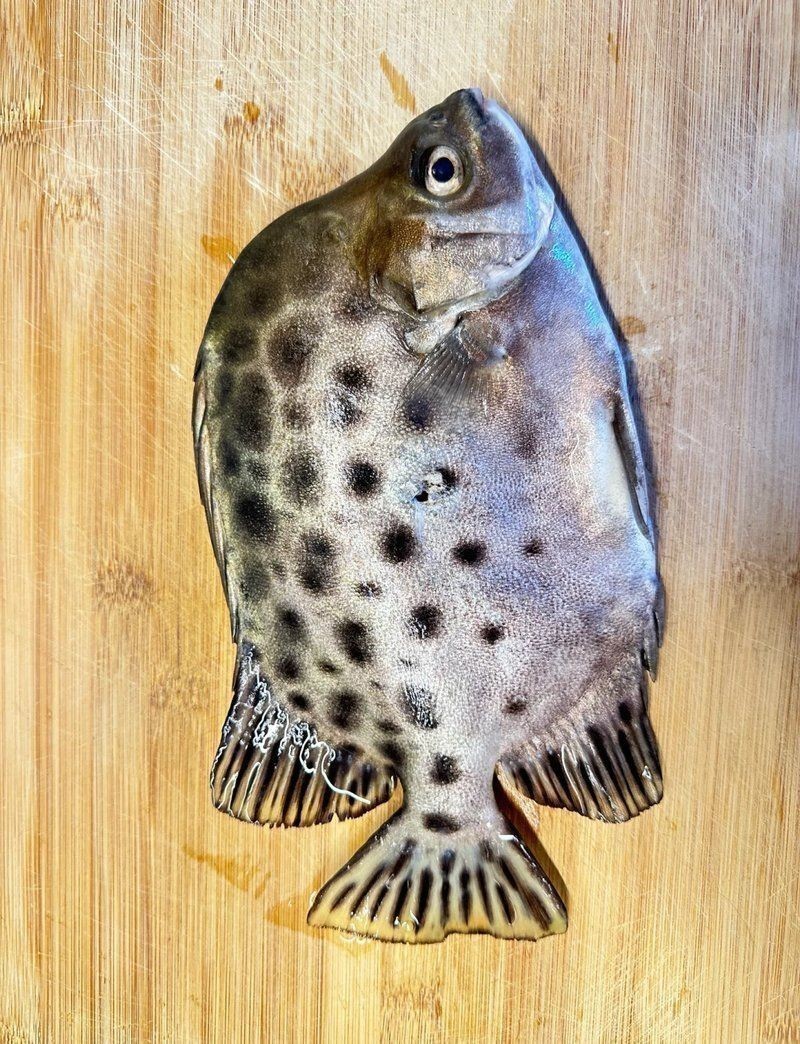 金鼓魚毒性大嗎