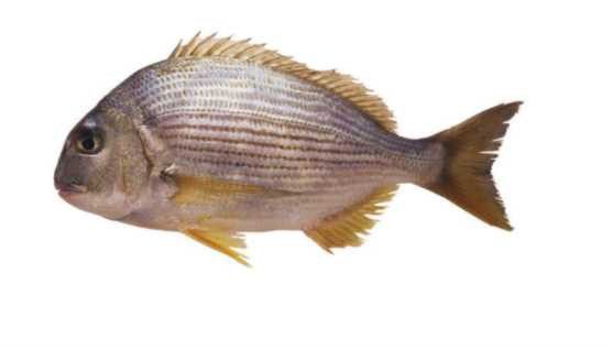 100種魚類圖片