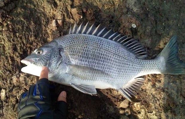 100種魚類圖片