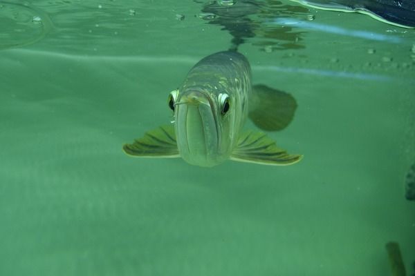 紅龍魚視頻欣賞高清：紅龍魚視頻欣賞，探索水中貴族的優(yōu)雅之美