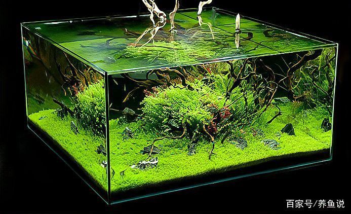 養(yǎng)龍魚(yú)魚(yú)缸蓋子可以透明的嗎