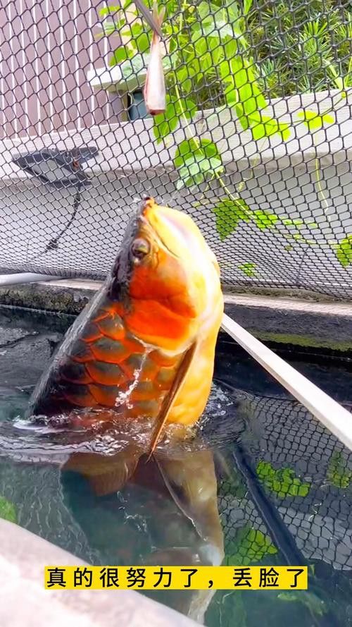 金龍魚拒食的原因