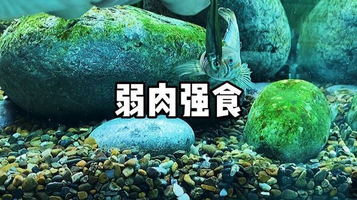 雷龍魚進(jìn)食視頻：雷龍魚進(jìn)食的正確方法 雷龍魚進(jìn)食視頻：雷龍魚進(jìn)食的正確方法 龍魚百科 第2張