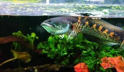 雷龍魚進(jìn)食視頻：雷龍魚進(jìn)食的正確方法 雷龍魚進(jìn)食視頻：雷龍魚進(jìn)食的正確方法 龍魚百科 第4張