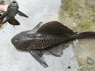 雷龍魚進(jìn)食視頻：雷龍魚進(jìn)食的正確方法 雷龍魚進(jìn)食視頻：雷龍魚進(jìn)食的正確方法 龍魚百科 第5張
