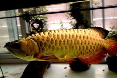 金龍魚要買多少錢，金龍魚價格受多種因素影響金龍魚市場價格走勢