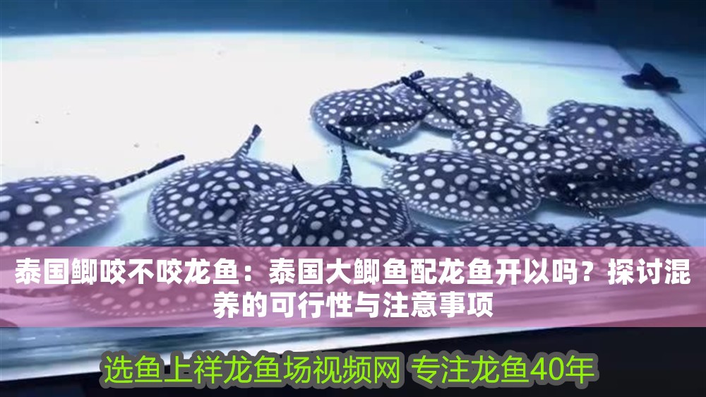 泰國(guó)鯽咬不咬龍魚(yú)：泰國(guó)大鯽魚(yú)配龍魚(yú)開(kāi)以嗎？探討混養(yǎng)的可行性與注意事項(xiàng) 泰國(guó)鯽咬不咬龍魚(yú)：泰國(guó)大鯽魚(yú)配龍魚(yú)開(kāi)以嗎？探討混養(yǎng)的可行性與注意事項(xiàng) 龍魚(yú)百科 第1張