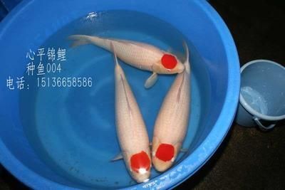泰國(guó)鯽咬不咬龍魚(yú)：泰國(guó)大鯽魚(yú)配龍魚(yú)開(kāi)以嗎？探討混養(yǎng)的可行性與注意事項(xiàng) 泰國(guó)鯽咬不咬龍魚(yú)：泰國(guó)大鯽魚(yú)配龍魚(yú)開(kāi)以嗎？探討混養(yǎng)的可行性與注意事項(xiàng) 龍魚(yú)百科 第2張