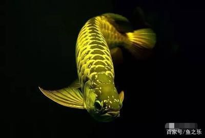 龍魚多久不喂會死掉：成年龍魚多久不喂會死掉