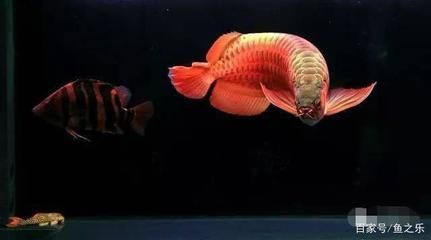 龍魚多久不喂會死掉：成年龍魚多久不喂會死掉