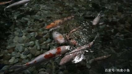 北京哪里的龍魚比較好釣魚：北京釣魚地點