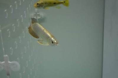 北京哪里的龍魚比較好釣魚：北京釣魚地點