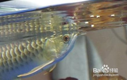 家里的龍魚缸子里跳出來了好不好：龍魚跳缸是一個不好的現(xiàn)象嗎？ 家里的龍魚缸子里跳出來了好不好：龍魚跳缸是一個不好的現(xiàn)象嗎？ 龍魚百科 第2張
