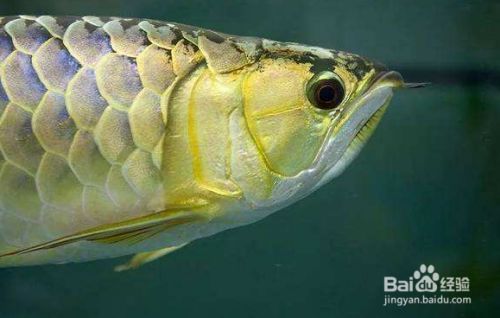 家里的龍魚缸子里跳出來了好不好：龍魚跳缸是一個不好的現(xiàn)象嗎？ 家里的龍魚缸子里跳出來了好不好：龍魚跳缸是一個不好的現(xiàn)象嗎？ 龍魚百科 第3張