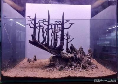 紅龍魚兩個月不吃食：如何判斷紅龍魚的不進食行為是否與水質問題有關？