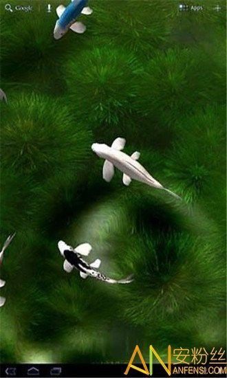 紅龍魚動態(tài)壁紙有哪些高清版本？ 紅龍魚動態(tài)壁紙有哪些高清版本？ 龍魚百科 第20張