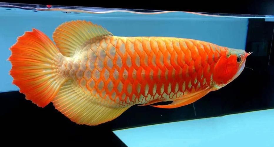 紅龍魚動態(tài)壁紙有哪些高清版本? 龍魚百科 第17張 紅龍魚動態(tài)壁紙有哪些高清版本? 紅龍魚動態(tài)壁紙有哪些高清版本? 龍魚百科 第17張